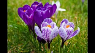 COMO RELAXAR A MENTE