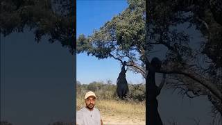 Força bruta do elefante 😱