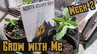 Week 2 Cannabis Grow with Me: North Atlantic Seeds Co. review