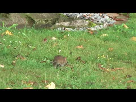 Besökare i trädgården...