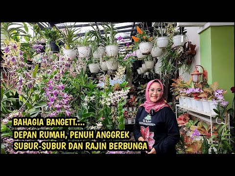 BIKIN HATI BAHAGIA, ANGGREK DI DEPAN RUMAH SUBUR DAN RAJIN BERBUNGA