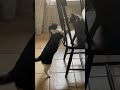 Cats Being Cats Playing Fighting Russian Blue And Tuxedo Cat Rough Housing Pets Furry AF