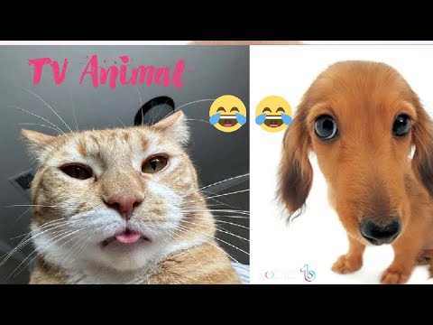 Les animaux les plus drôles | nouvelles vidéos drôles de chats et de chiens