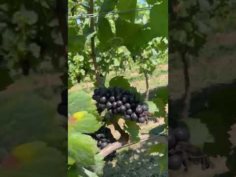 danno da giallumi su varietà a bacca rossa