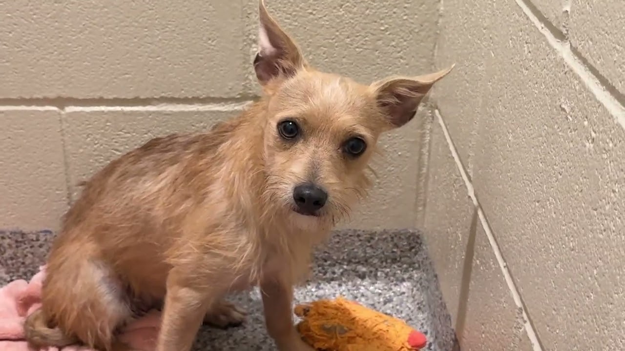 Enlarge Pinky, a Adoptable mixed breed in San Antonio, TX video 2/5