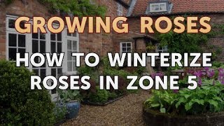 How to Winterize Roses in Zone 5