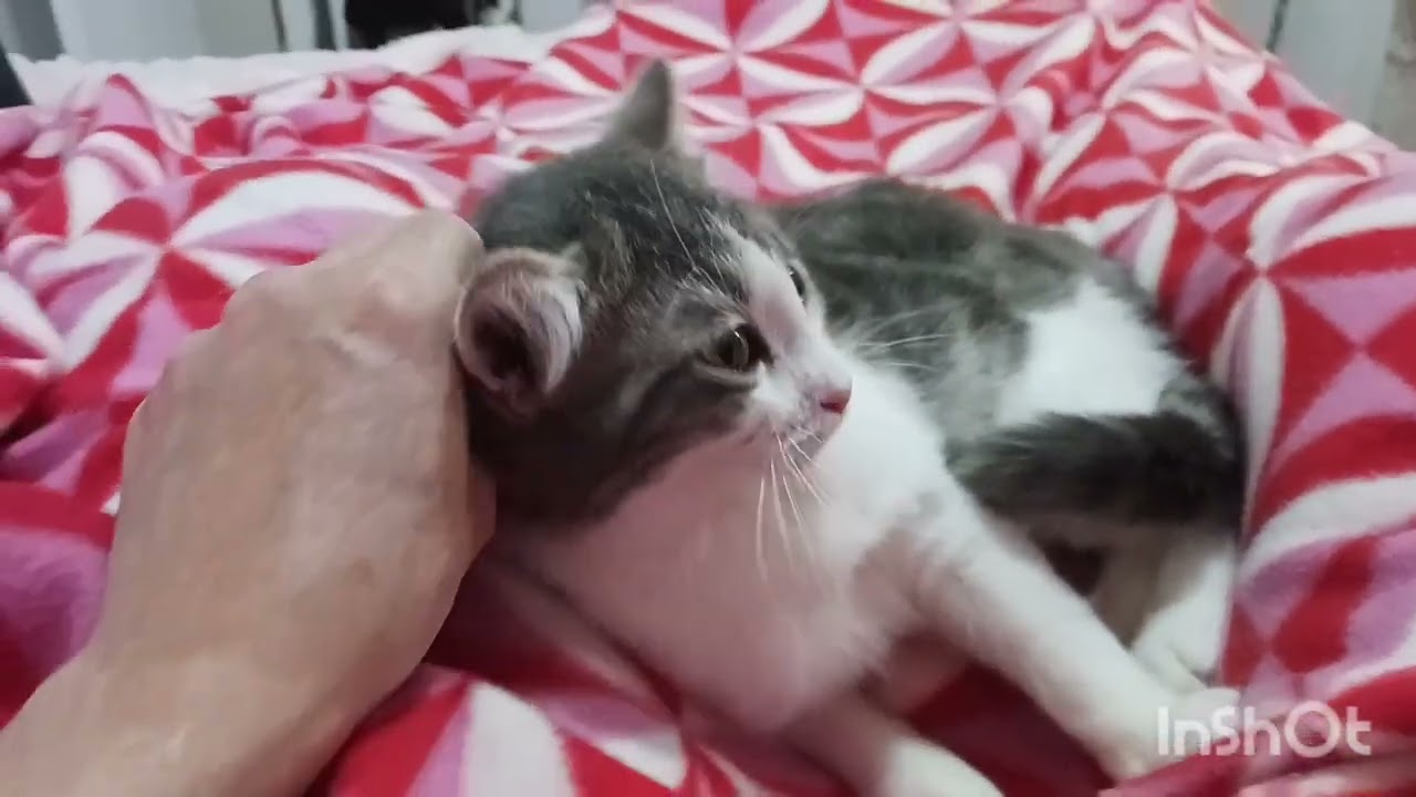 Enlarge Tonka Alexander Purrivaldi, an adopted mixed breed in Mesa, AZ video 4/4