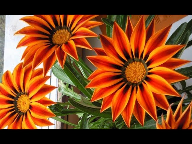 Купить Семена Гацании Многолетней