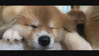 じいちゃんの秋田犬【大家族編】#46　睡眠