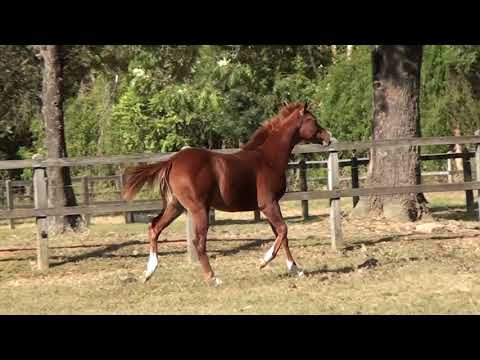 08   ROOSTERS GUN VSJ