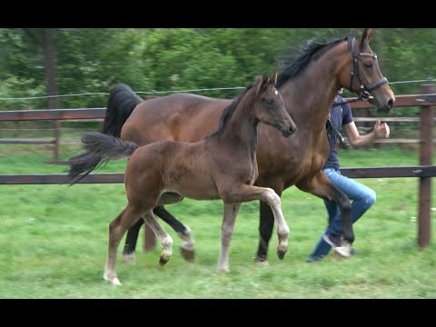 *2020 Stute von Lord Europe - Fidertanz SOLD!!!