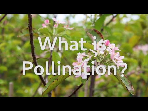 National Pollinator Week 2021! How to Use Flowering Trees & Shrubs to Attract Butterflies & Bees