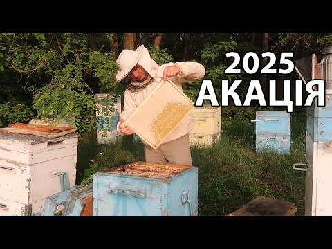 Настойка пчелиного ПОДМОРА (100мл) - фото 3 - id-p1865528591