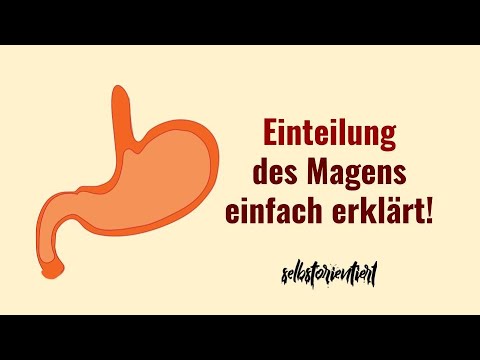 Einteilung des Magens einfach erklärt! (Gaster) - Fundus | Pylorus | Kardia | Pylorussphinkter