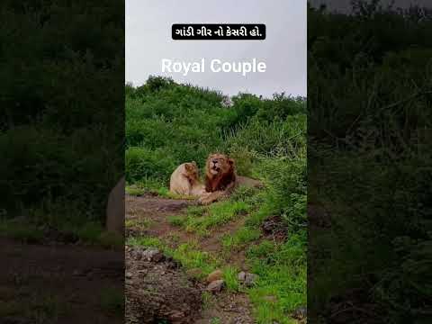 kingofforest