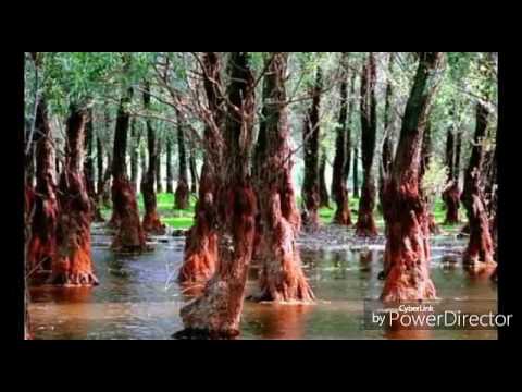 Cele mai frumoase locuri din Delta Dunarii