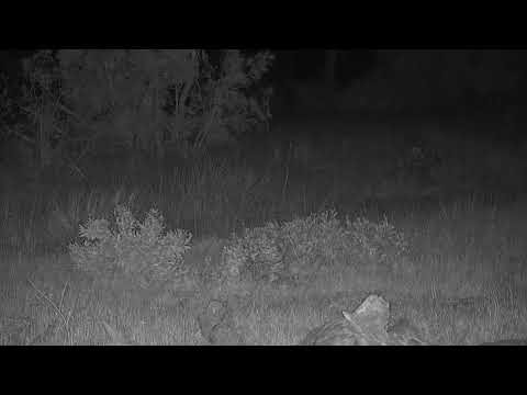Djuma: Leopard-Hosana male hiding in the grass-then moves off - 18:56 - 07/25/19