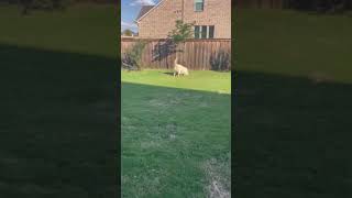 Video preview image #1 Great Pyrenees Puppy For Sale in Spring, TX, USA