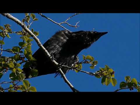 Bird Songs At Eventide - Eric Coates - The Melodi Strings/Eric Jupp - Chappell C.682