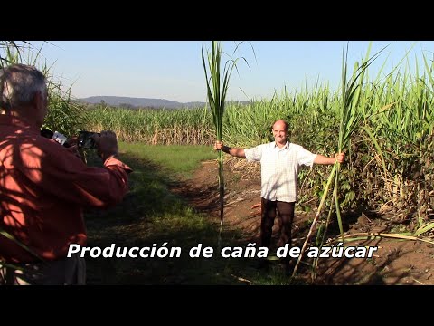 Producción de caña de azúcar | Municipio de Mojón Grande, Misiones, Argentina.