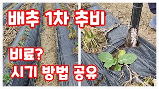 배추 1차 추비 비료 종류 방법 기구 시기 등 공유 [배추재배방법]