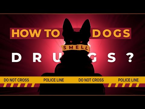How Do Police Dogs Detect Drugs? (The Shocking Truth!) 🐕💡
