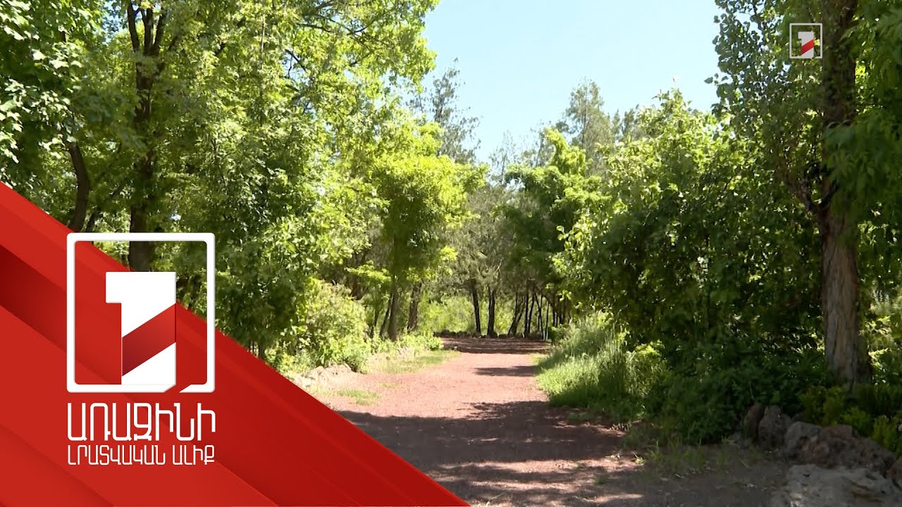 Շինթույլտվության ժամանակ պարտադիր է ծառերը չվնասելը. պահանջում և վերահսկում է քաղաքապետարանը