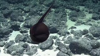Gulper Eel Balloons Its Massive Jaws | Nautilus Live