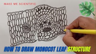 HOW TO DRAW MONOCOT LEAF INTERNAL STRUCTURE | LEAF STRUCTURE | BIOLOGY DIAGRAMS
