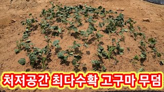 최저공간 최다수확 고구마 무덤~고구마 심는방법,재배방법~