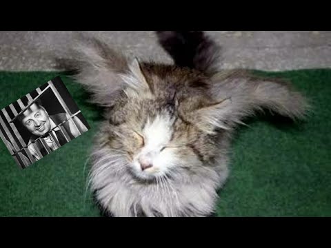 download lagu mp3 mp4 Gato Con Alas, download lagu Gato Con Alas gratis, unduh video klip Gato Con Alas