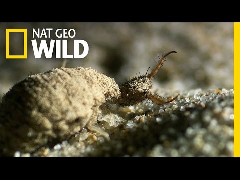 An Antlion's Spiraling Death Trap | Wildest Wonders