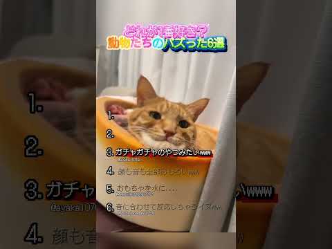 動物たちのバズった6選！