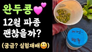 완두콩???? 12월 파종 괜찮을까? 실험적으로 파종하고 보온조치???? 