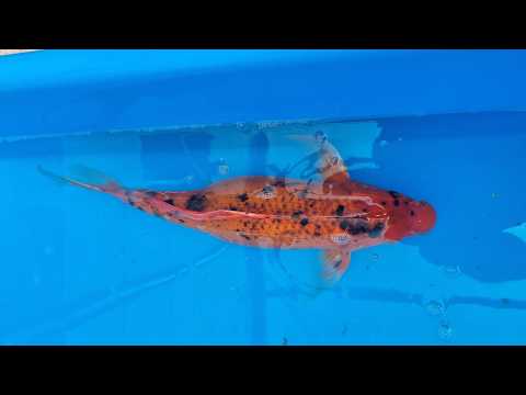 Video pregled koi ribe