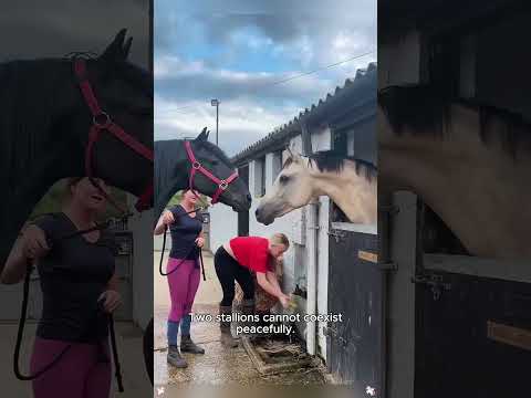 My horse is a professional actor#horse#funnyhorse/animals#farmlife