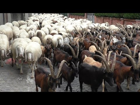 Transhumance of goats and sheep - Pont Canavese (Italy) 2017