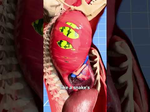What If Your Jaw Worked Like A Snake’s 🤔
