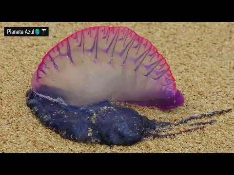 Caravela Portuguesa | CURIOSIDADES