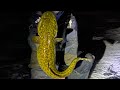 Video Thumbnail for 24 hours of Multi-Species Angling