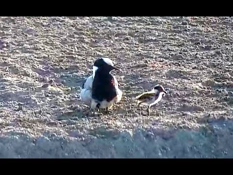 Blacksmith Plover and babies. Nkorho Bush Lodge. 21 August 2019