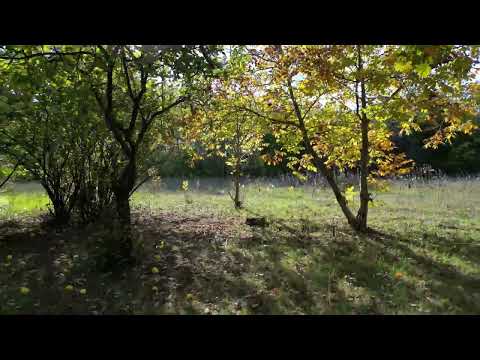 Ruzsai erdő közepén hangulatos tanya eladó