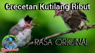Download lagu Suara crecetan kutilang ribut ampuh mp3