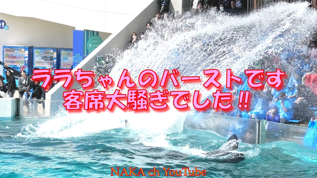 ララちゃんのバースト、客席大騒ぎでした‼　＃鴨川シーワールド＃シャチ