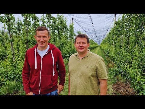 AKADEMIA GRUSZOWA – Opad zawiązków, miodówka, dokarmianie [ODCINEK 4]