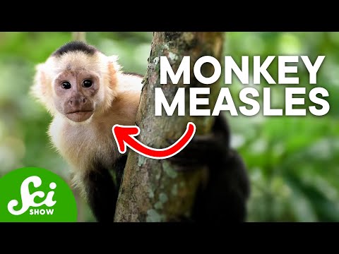 人が動物に病気を与えた5回｜リバース・ズーノティクス (5 Times People Gave Animals Diseases | Reverse Zoonotics)