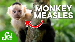 5 Times People Gave Animals Diseases | Reverse Zoonotics