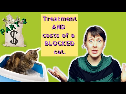 EMERGENCY!! Blocked Cat | My Cat Can't Pee | PART 2 | Treatment and Possible Costs | VET ADVICE