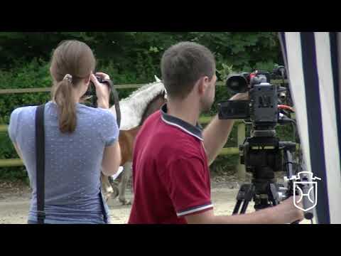 RD055 Hengstfohlen von Casall - Cassini I - Quinar