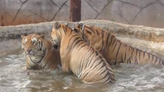 Tiger Temple tigers: RIP Liverpool